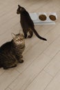 Two cats eat dry food in the kitchen. vertical photo Royalty Free Stock Photo