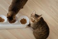 Two cats eat dry food together in the kitchen Royalty Free Stock Photo
