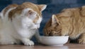 Two cats eating dinner out of a shared bowl. Royalty Free Stock Photo