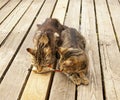 Two cats eating fish