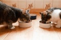 Two cats eating food on the kitchen Royalty Free Stock Photo