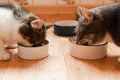 Two cats eating food on the kitchen Royalty Free Stock Photo