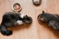 Two cats eating food on the kitchen Royalty Free Stock Photo