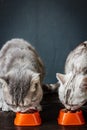 Two cats eating food Royalty Free Stock Photo