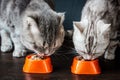 Two cats eating food Royalty Free Stock Photo