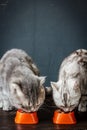 Two cats eating food Royalty Free Stock Photo