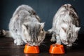 Two cats eating food Royalty Free Stock Photo