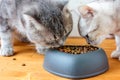 Two cats eating food from pet bawl in shape of heart Royalty Free Stock Photo