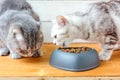 Two cats eating food from pet bawl in shape of heart Royalty Free Stock Photo