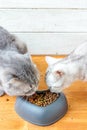 Two cats eating food from pet bawl in shape of heart Royalty Free Stock Photo