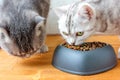 Two cats eating food from pet bawl in shape of heart Royalty Free Stock Photo