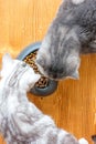 Two cats eating food from pet bawl in shape of heart Royalty Free Stock Photo
