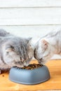 Two cats eating food from pet bawl in shape of heart Royalty Free Stock Photo