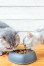 Two cats eating food from pet bawl in shape of heart Royalty Free Stock Photo