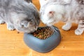 Two cats eating food from pet bawl in shape of heart Royalty Free Stock Photo