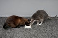 Two cats eating from one feeding bowl Royalty Free Stock Photo