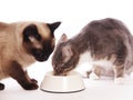 Two cats eating from same feeding bowl Royalty Free Stock Photo