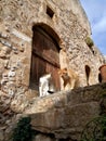 Two cats enjoying the sun at the old town of Monemvasia, Greece Royalty Free Stock Photo