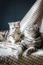 two cats family Royalty Free Stock Photo