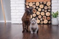 Two cats, father and son cat brown, chocolate brown and grey kitten with big green eyes on the wooden floor on dark background whi