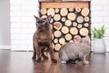 Two cats, father and son cat brown, chocolate brown and grey kitten with big green eyes on the wooden floor on dark background whi