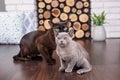 Two cats, father and son cat brown, chocolate brown and grey kitten with big green eyes on the wooden floor on dark background whi