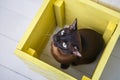 Two cats, father and son cat brown, chocolate brown and grey kitten with big green eyes on the wooden floor on dark background whi