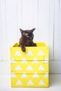 Two cats, father and son cat brown, chocolate brown and grey kitten with big green eyes on the wooden floor on dark background whi