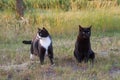 Two cats in a field Royalty Free Stock Photo