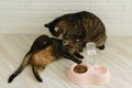 Two cats fight on the floor near their food in the apartment Royalty Free Stock Photo