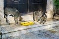 Two cats fight for food in Perast city, Montenegro