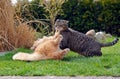 Two cats fighting on the garden