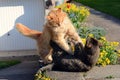 Two cats fighting on the garden