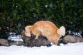 Two cats fighting Royalty Free Stock Photo