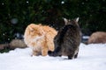 Two cats fighting Royalty Free Stock Photo