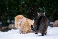 Two cats fighting Royalty Free Stock Photo