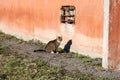 Two cats in front of building in city Royalty Free Stock Photo