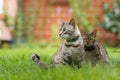 Two Cats in the Garden Royalty Free Stock Photo