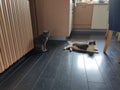 Two cats getting to know each other
