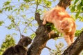 Ginger and black cats on the tree Royalty Free Stock Photo