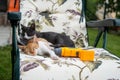 Two cats, ginger and black, are lying on a chair in the yard in front of the house Royalty Free Stock Photo