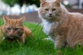 Two cats ginger and cream Royalty Free Stock Photo