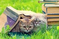 Two cats on the grass near the stack of books Royalty Free Stock Photo