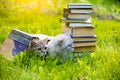 Two cats on the grass near the stack of books Royalty Free Stock Photo