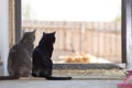 two cats gray and black sitting looking through door waiting for owners Royalty Free Stock Photo