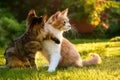 Two cats playing in the garden in summer Royalty Free Stock Photo