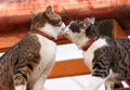 Two cats on a house roof