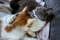 Two cats are hugging. Love and friendship
