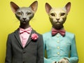 Two cats in human attire against a yellow background. The concept is anthropomorphism.