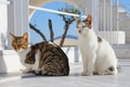 Two cats on the island of Santorini. Fira, Greece